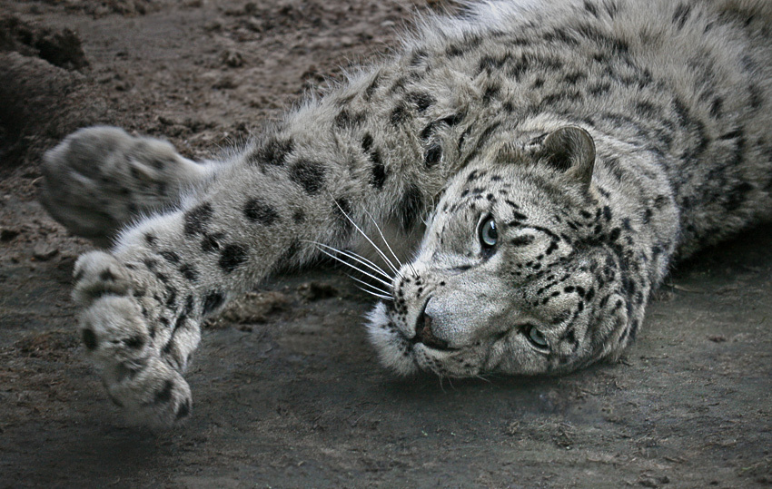 Большие кошки. Потягушки кошкофото большие кошки ирбис снежный барс шива тянется потягушки