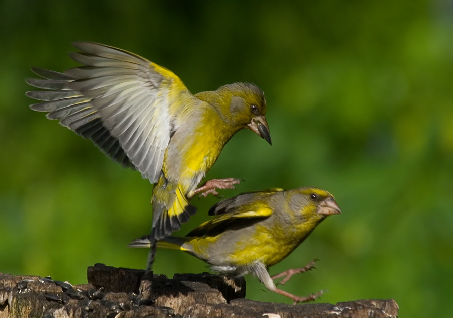 Поругание зеленушка, Greenfinch, Chloris, поругание