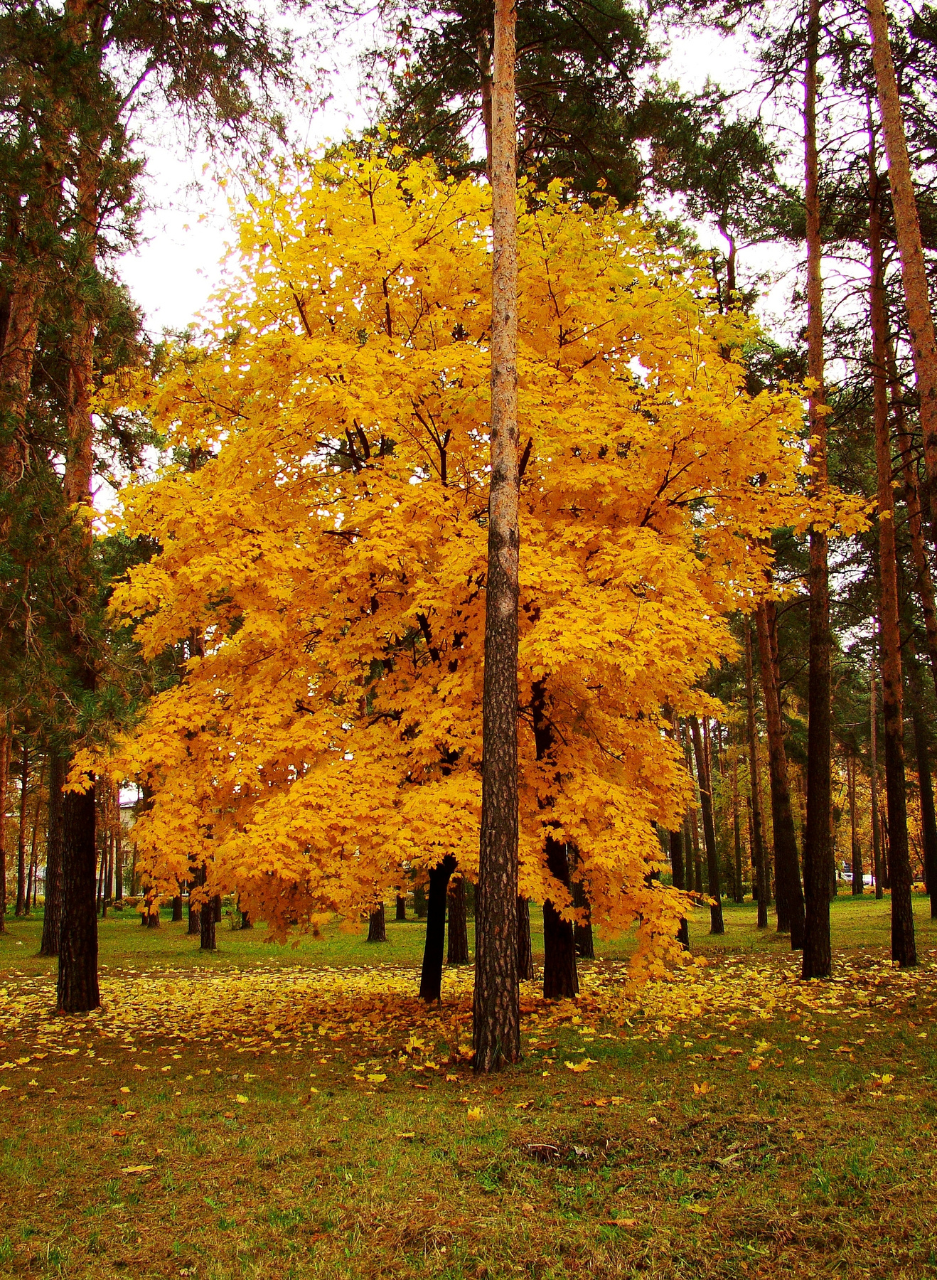 Клён клен, Жуковский