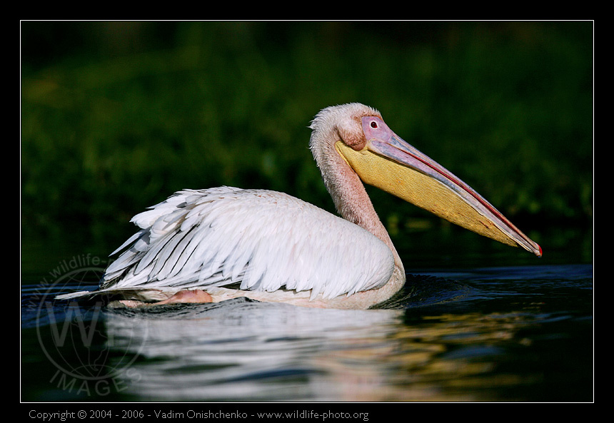 Розовый пеликан - Pelecanus onocrotalus фотосафари африка кения
