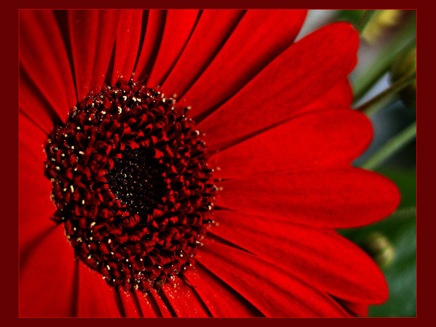 Deep Red 