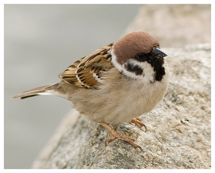 Полевичок воробей, полевой, sparrow