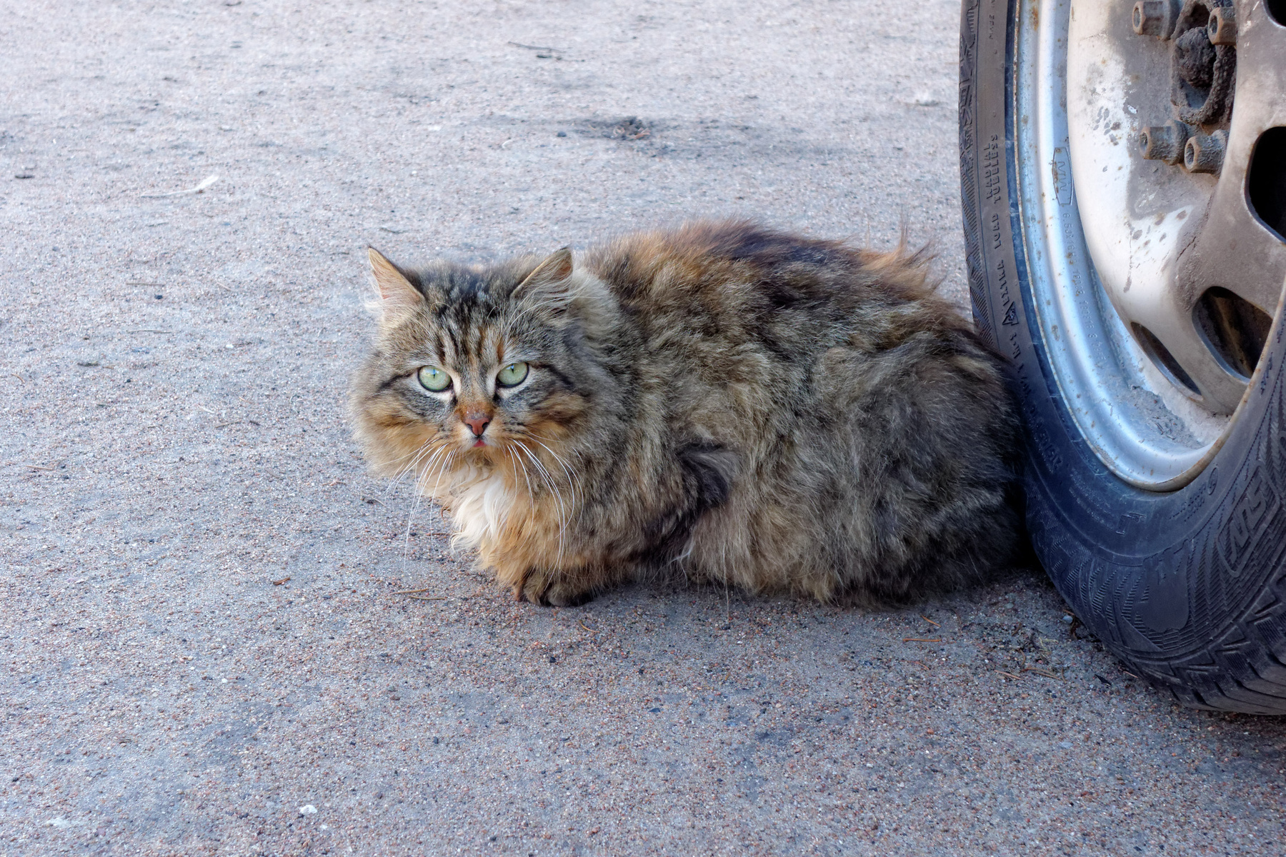 Питерский котик кот кошка колесо