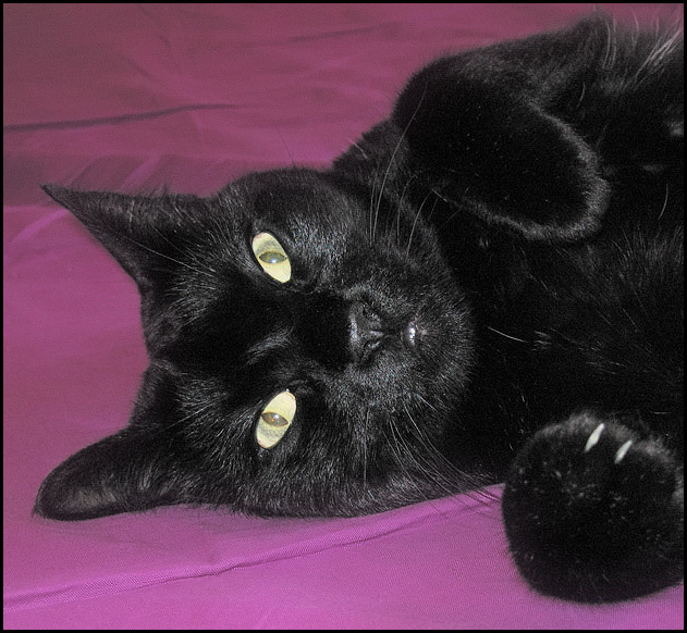 Катькин взгляд кот кошка cat