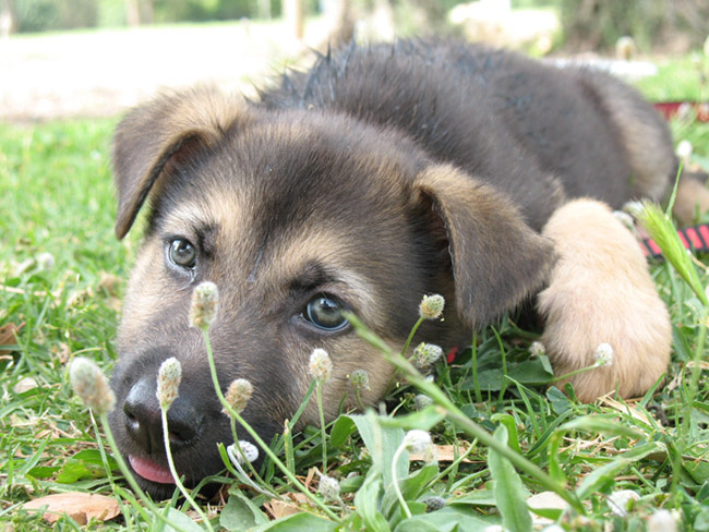 sweet puppy 