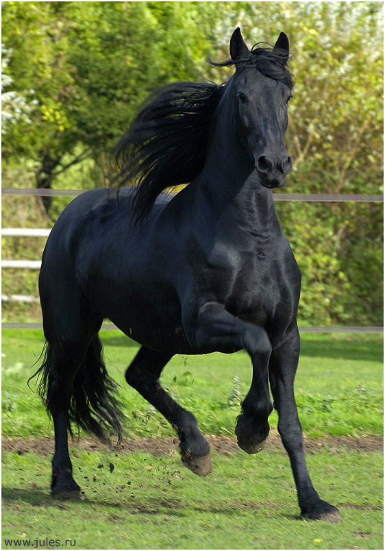***Flying beauty лошадь легенда