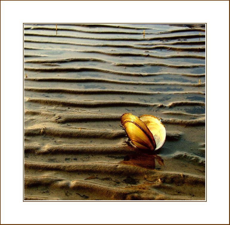 I eto zizjnj... NET