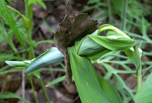Дорогу молодым! Polygonatum odoratum Купена душистая