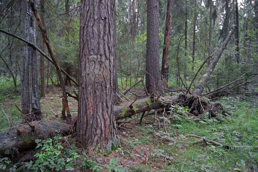 Бурелом (7) 