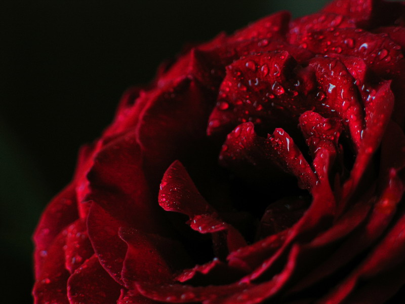 Rose flower rose
