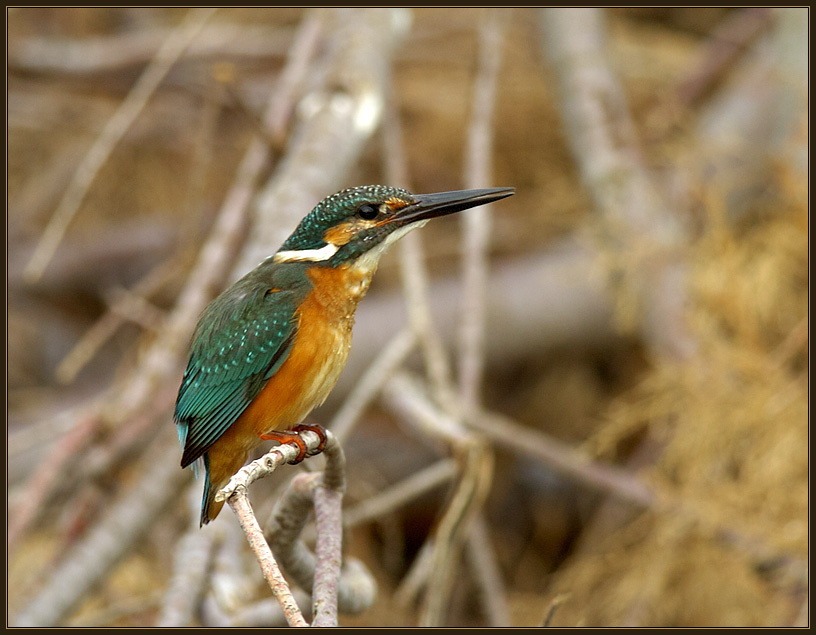 Kingfisher Kingfisher