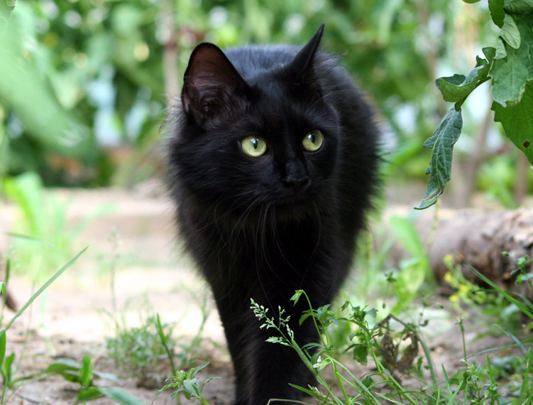 hunter Кошка