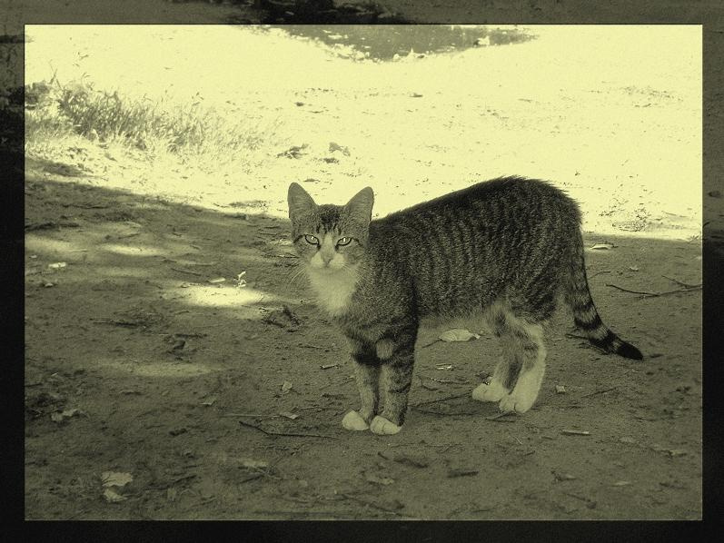 Гордый кошак кот кошка королева