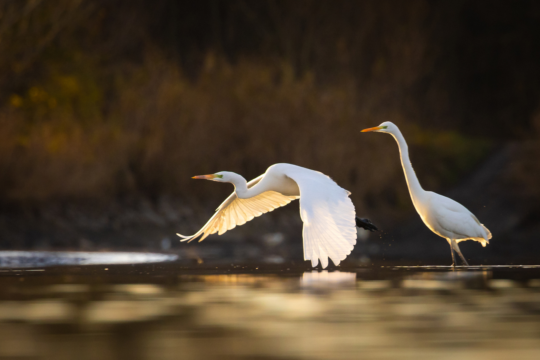 Herons 