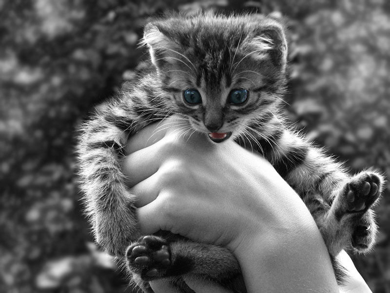 Зачем я тут, када колбаса там :О ? ... Котёнок который хотел к колбасе