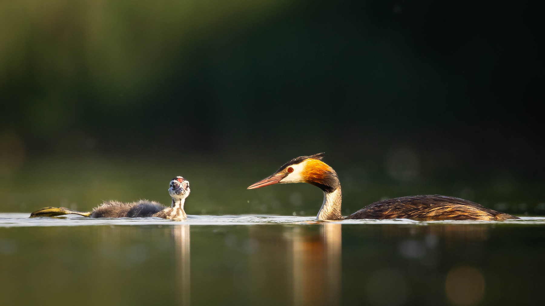 Great crested grebe 
