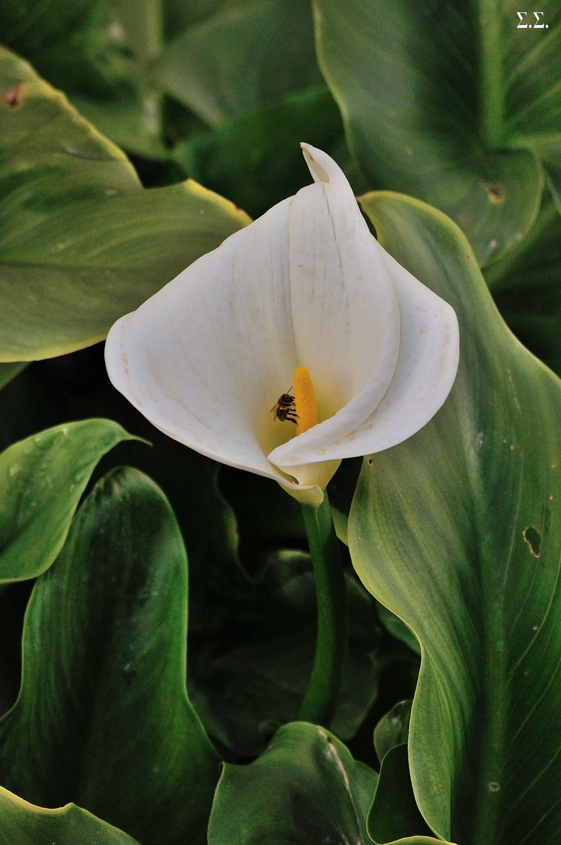 BEE AND LILY 