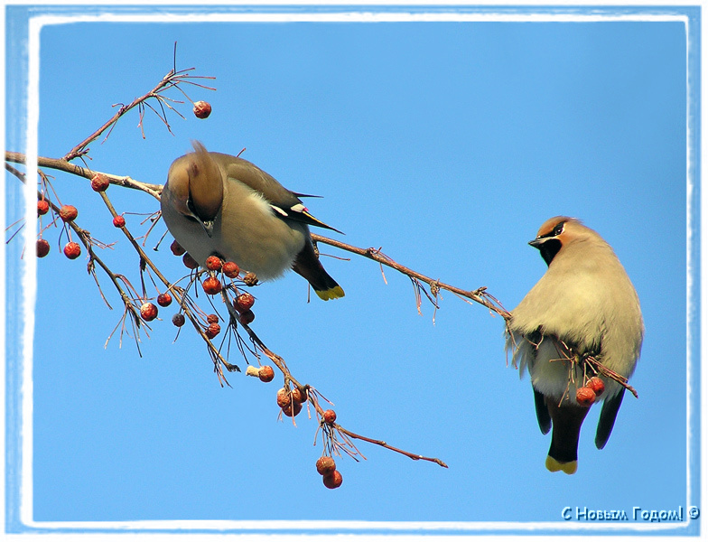 Голодный и сытый Свиристель waxwing