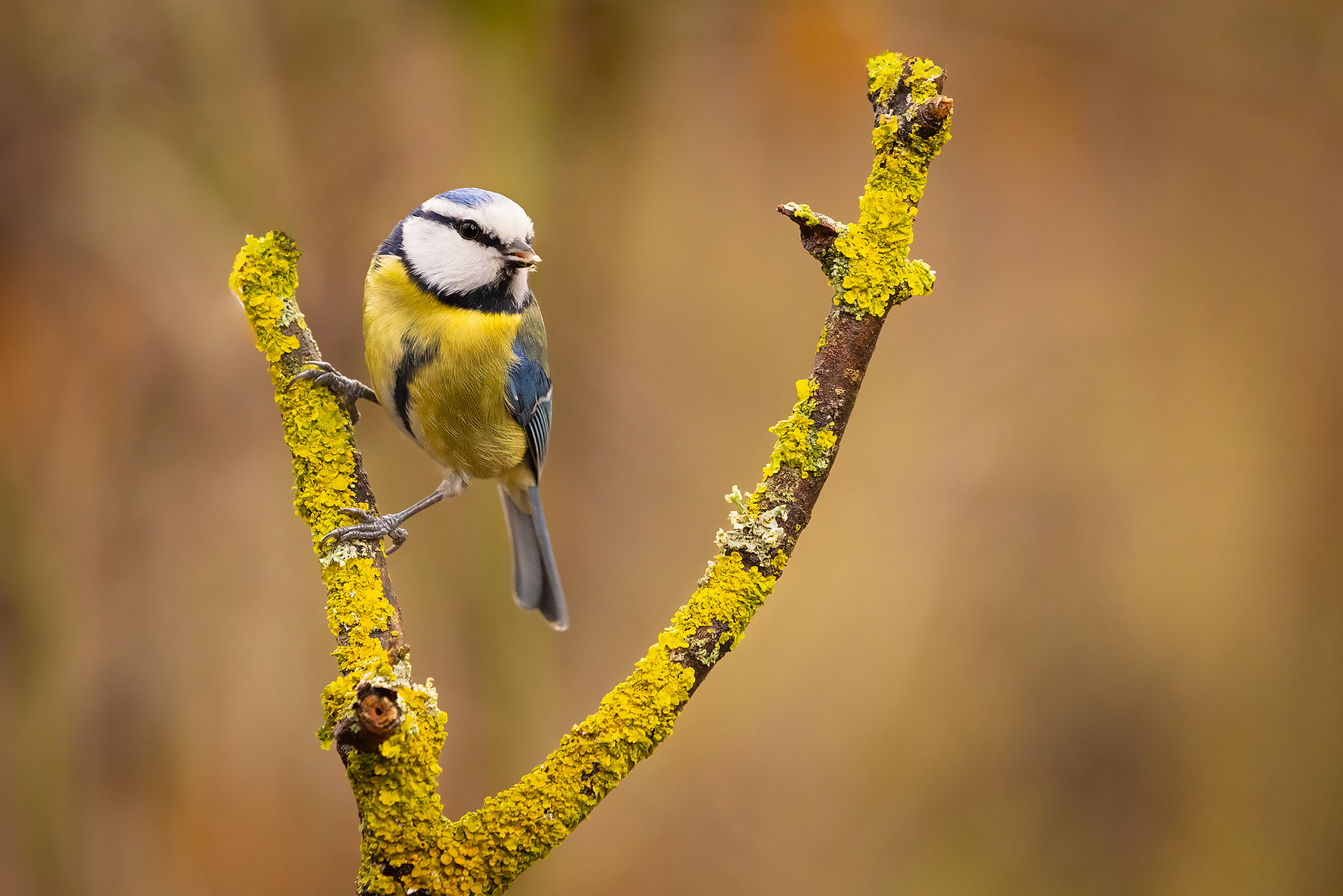 Titmouse 