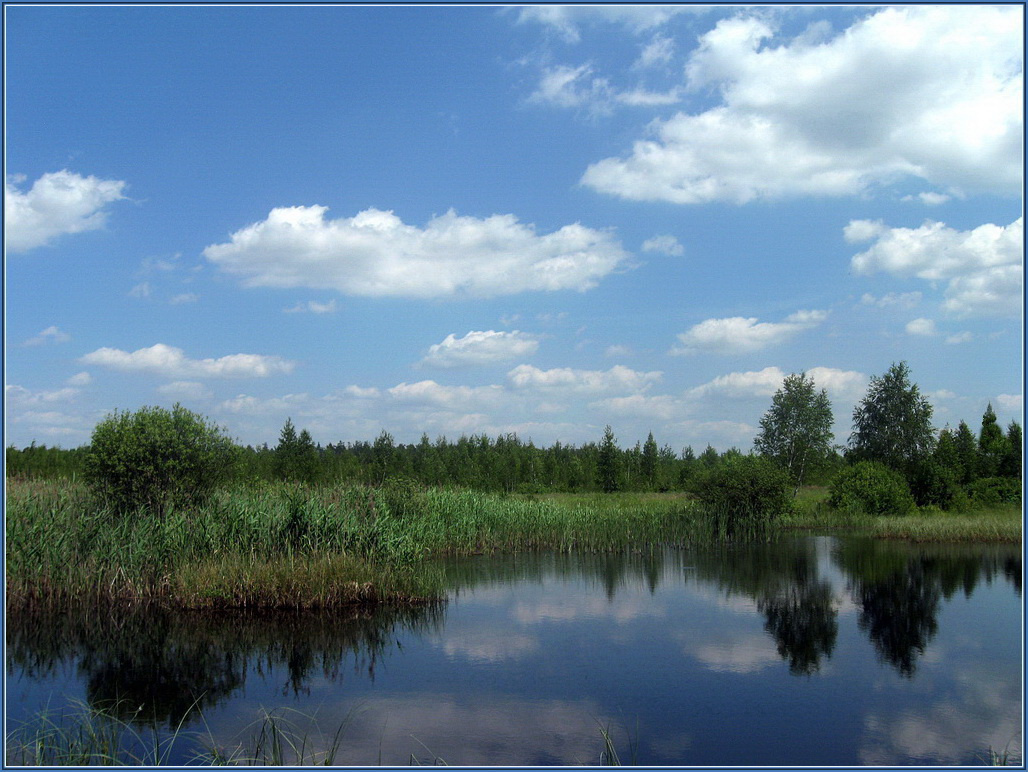 В гости к Водяному. лес,озеро,лето