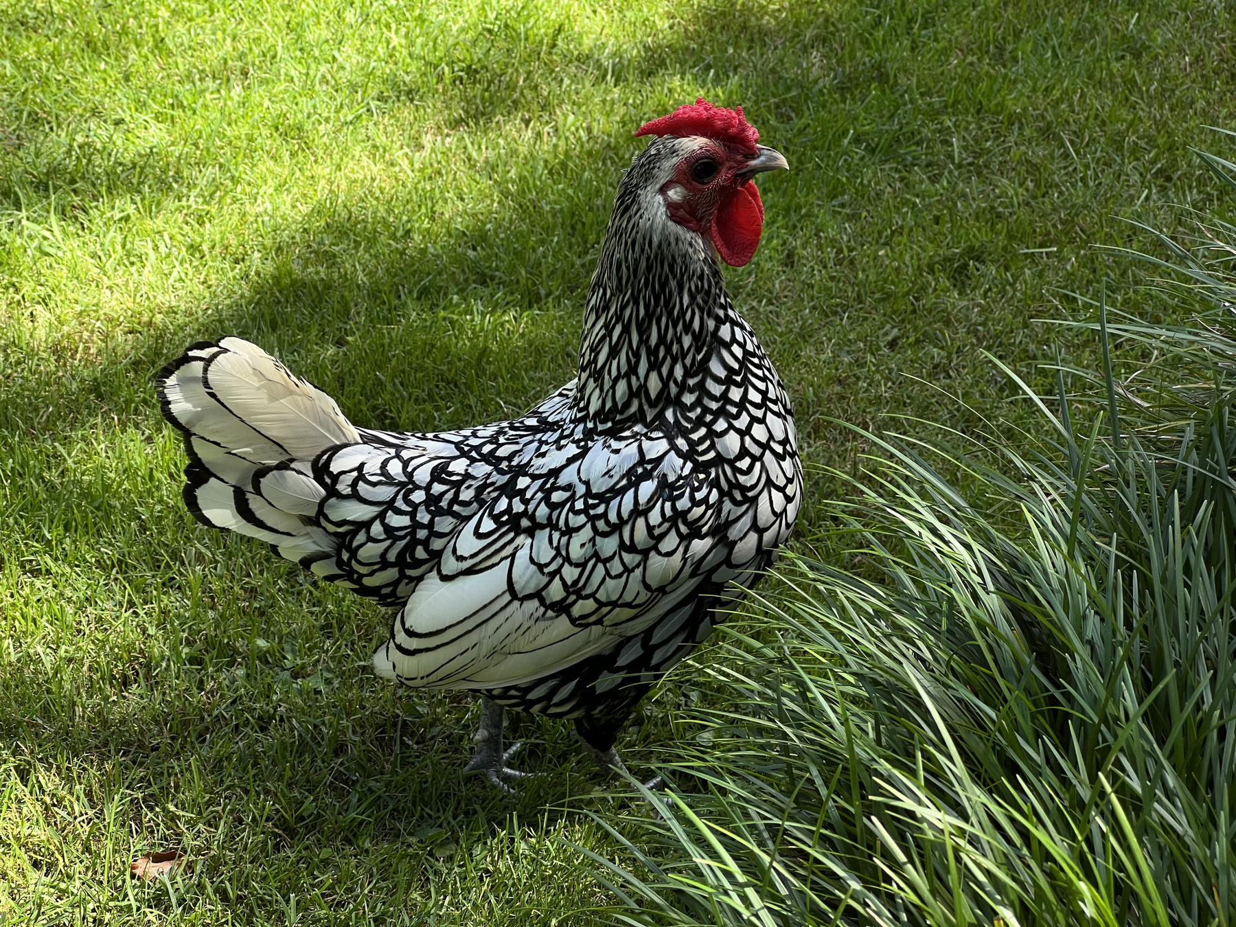 Wild cock 