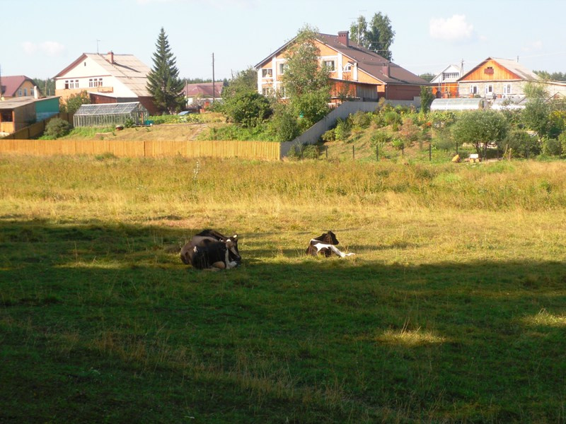 сиеста 