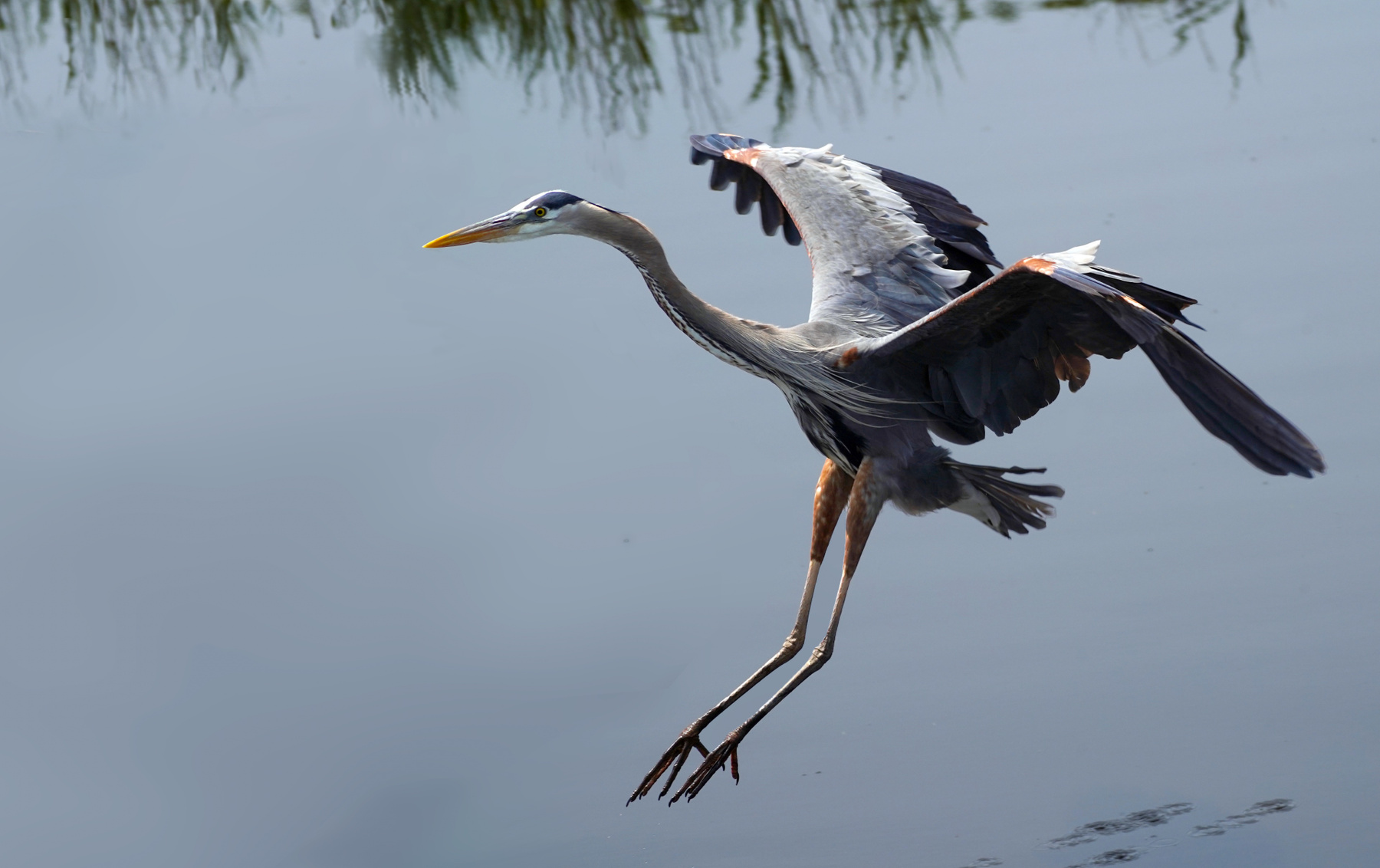 Взлёт Большая голубая цапля great blue heron Bombay Hook