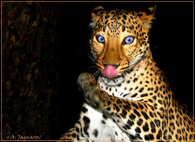 Кто хочет пива? Я хочу!!! Leo Леопард