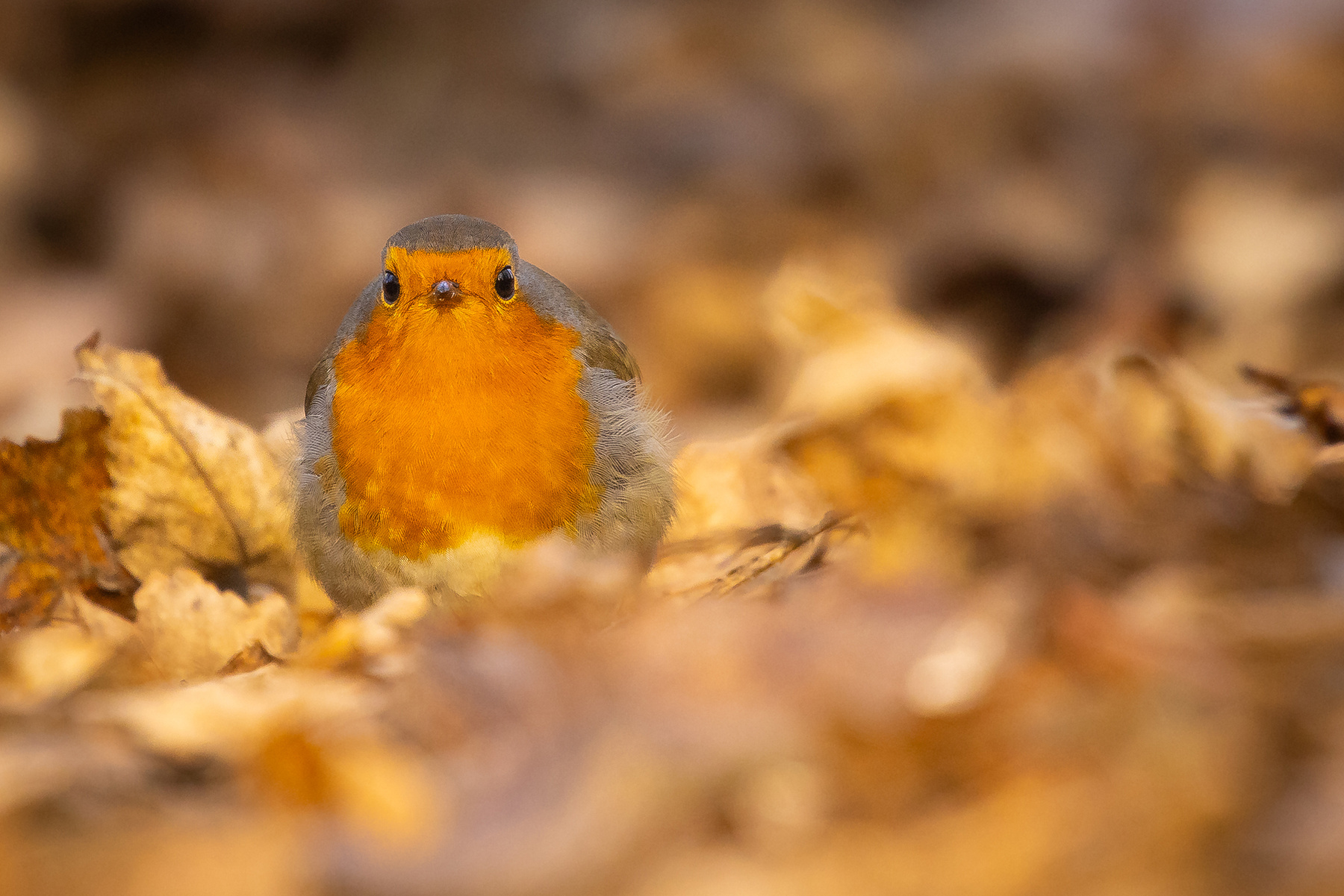 Robin 