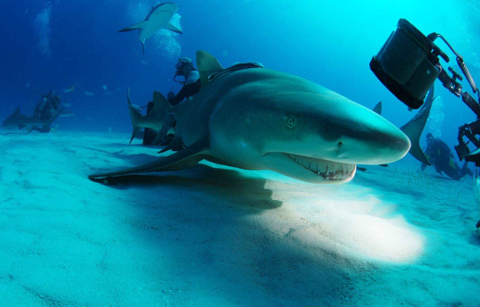 Улыбка Bahamas sharks