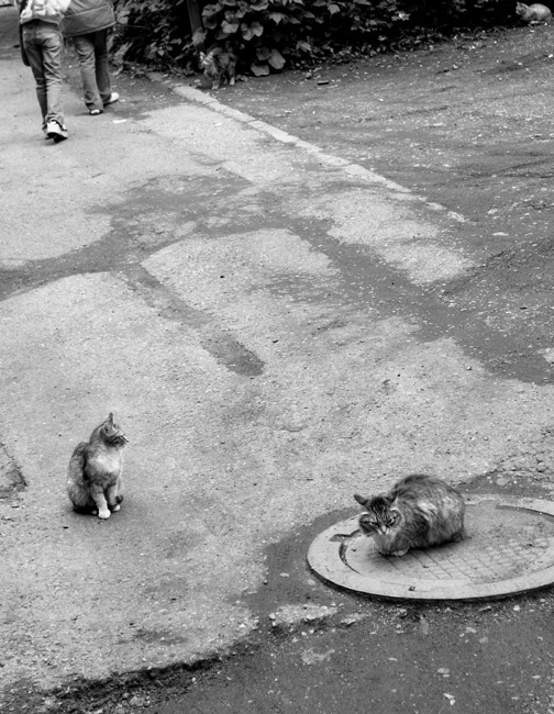 four cats with four legs 