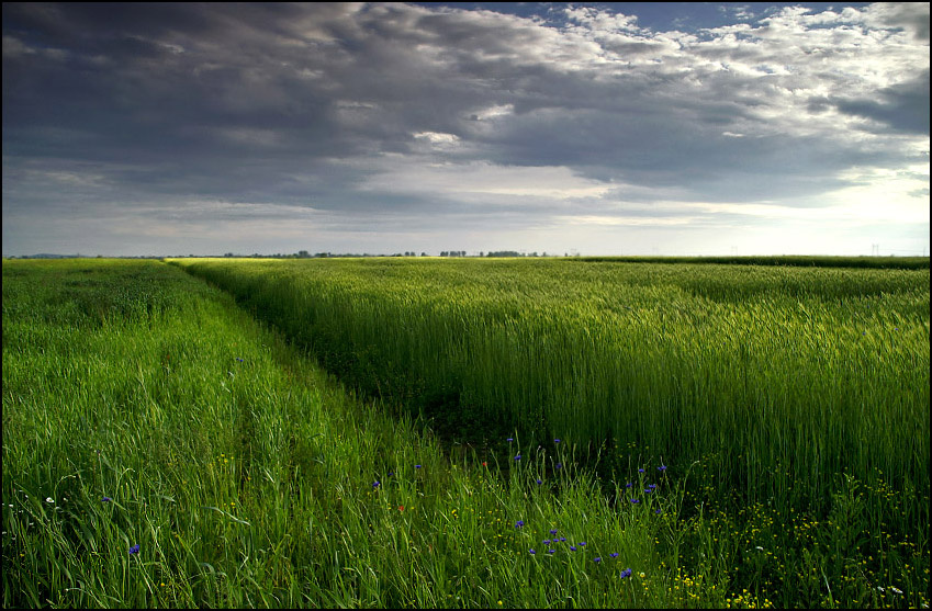 Хлебно-васильковая 