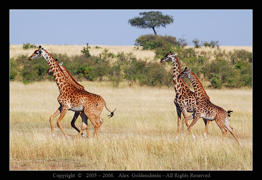  Парные танцы. Жираф (Giraffa-camelopardalis)