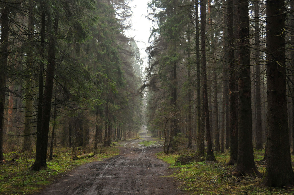 В плену ноября 