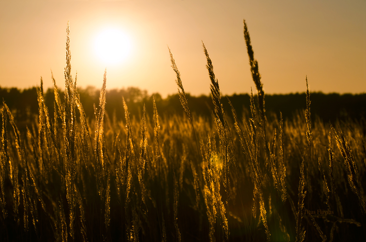 Fields of gold Fields of gold  поле закат рассвет колосья золотой закат 