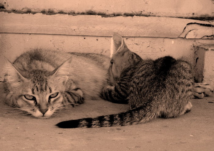 Кошка кормящая. кошки,кошка