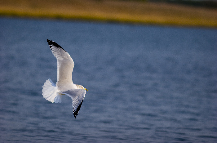 полет чайка, seagull