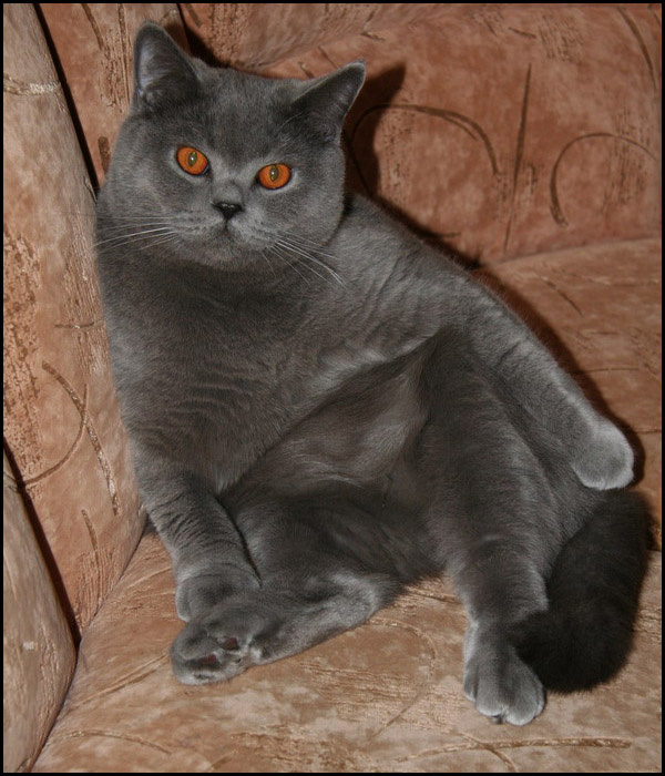 Нас и тут неплохо кормят... британец кошка кот