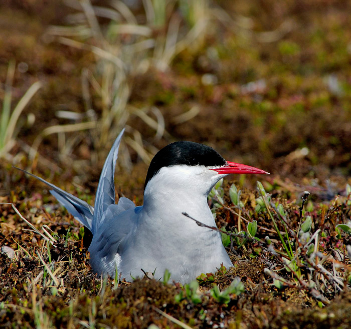 Небожитель приземленный Полярная крачка, Sterna paradisaea, Arctic Tern, Tobseda, Barents Sea, Arctic