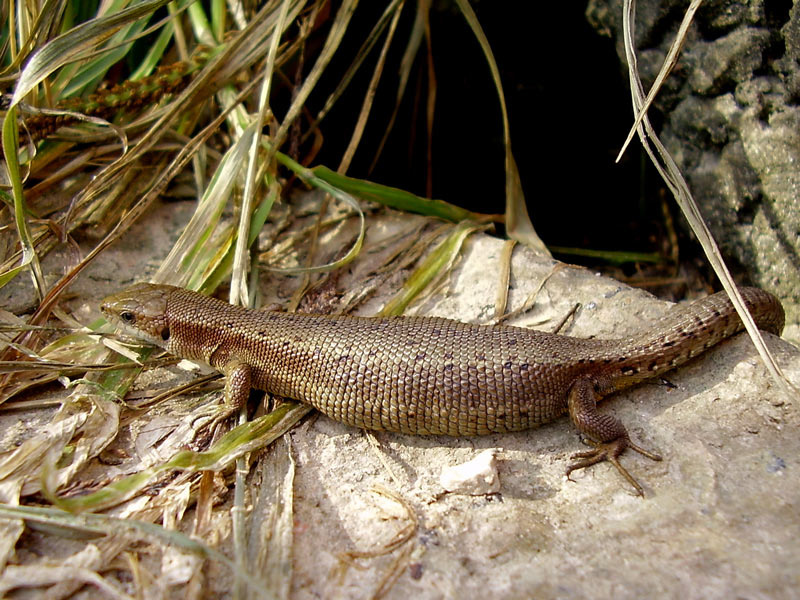 Lacerta vivipara ящерица