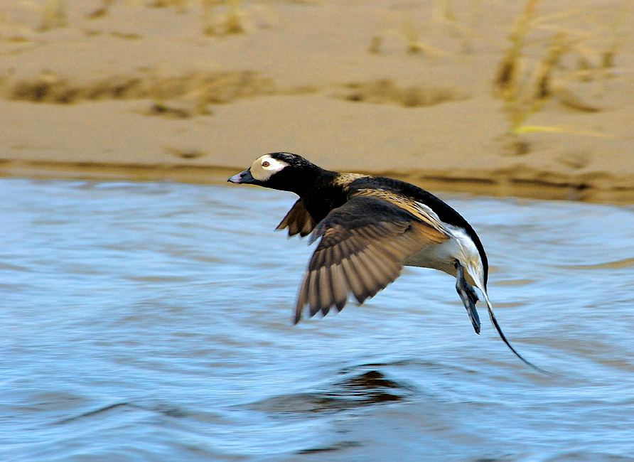 Мягкая посадка Морянка, Clangula hyemalis, Long-tailed Duck, Tobseda, Barents Sea, Arctic