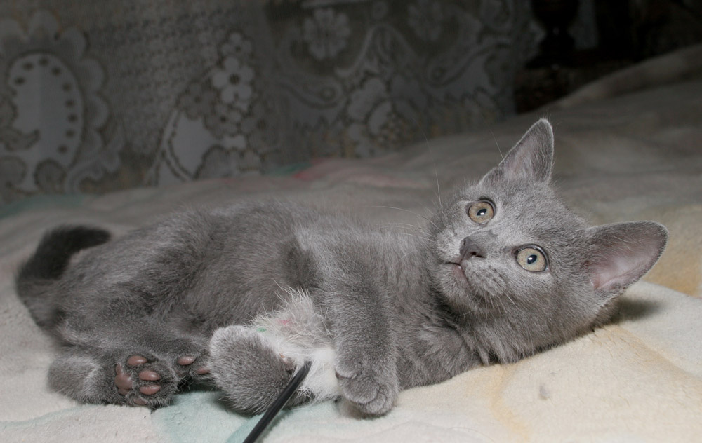 Лааапушка Дымка..:) 2 котенок, лапочка, розовые ушки...