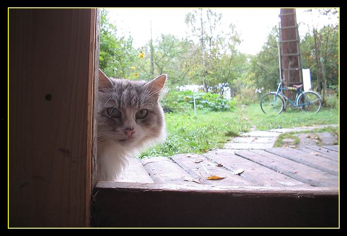 Деревенский кот деревенский кот