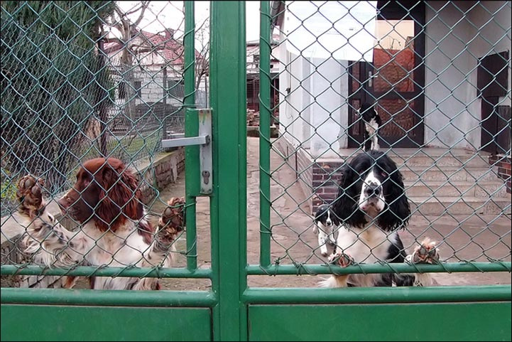 А на свободе весна спаниель
