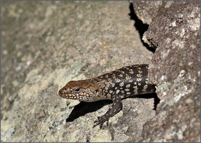 Egernia cunninghami Cunningham\'s skink, Egernia cunninghami сцинк
