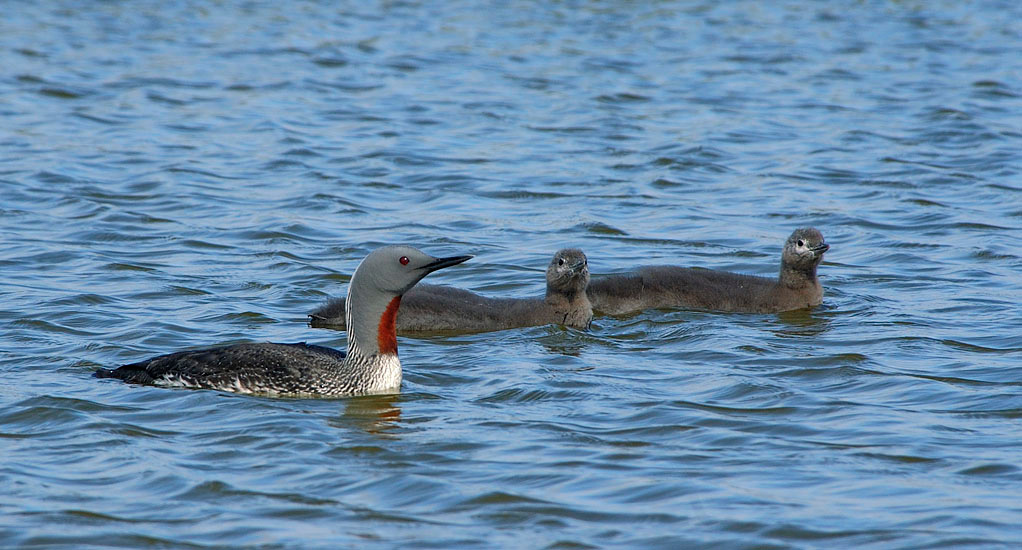 Семейка Краснозобая гагара, Gavia stellata, Red-throated Loon, Tobseda, Barents Sea, Arctic