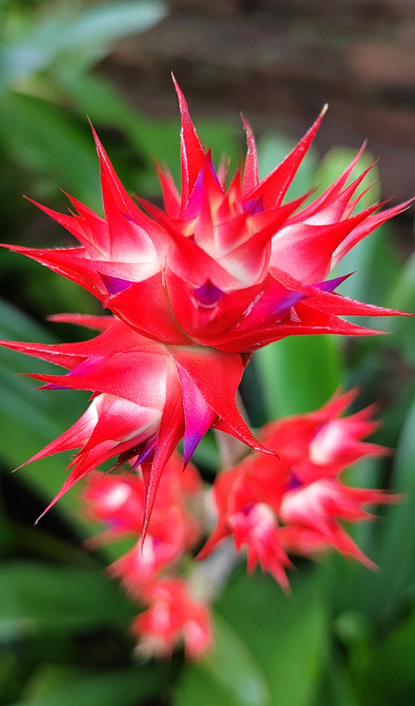 Red Explosion red flower macro