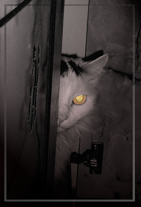 Когда на душе скребут кошки... кошка царапины кошачий глаз