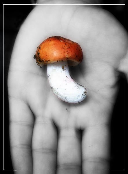 Lavish hand рука гриб