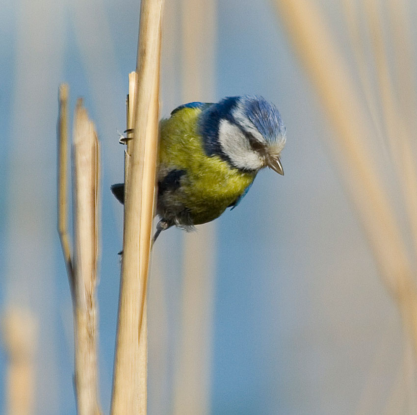 CCC лазоревка Parus caeruleus